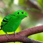 Green Bird