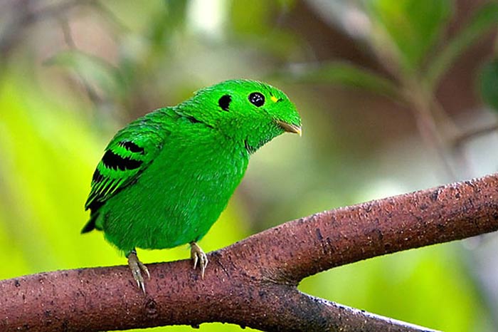 Green Bird