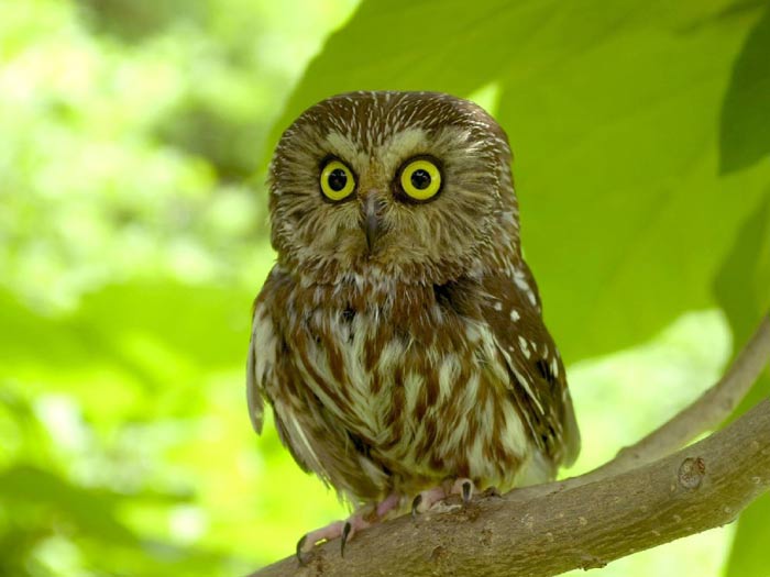 Owl