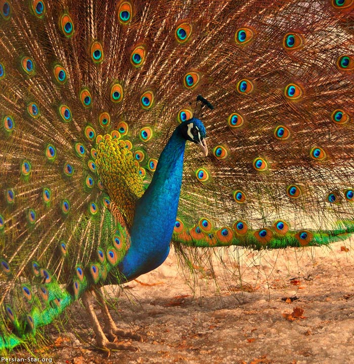 Peacock